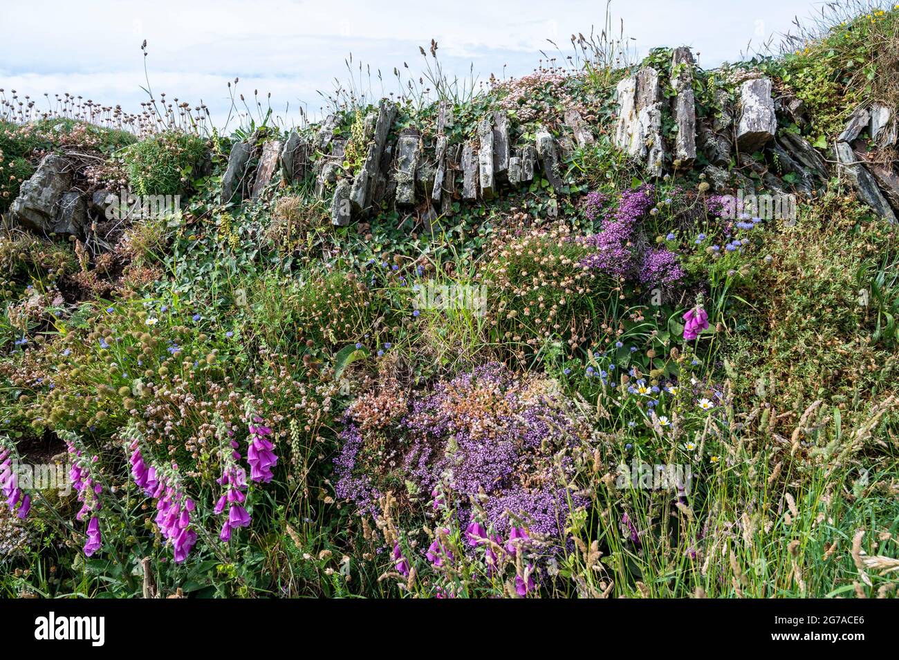Un mélange de fleurs sauvages de la fin du printemps au début de l'été sur une haie d'ardoise de Cornouailles, des gants de renard, de la stonecrop, du thym sauvage, de la mèche de mouton, le millepertuis, et thrift. Banque D'Images
