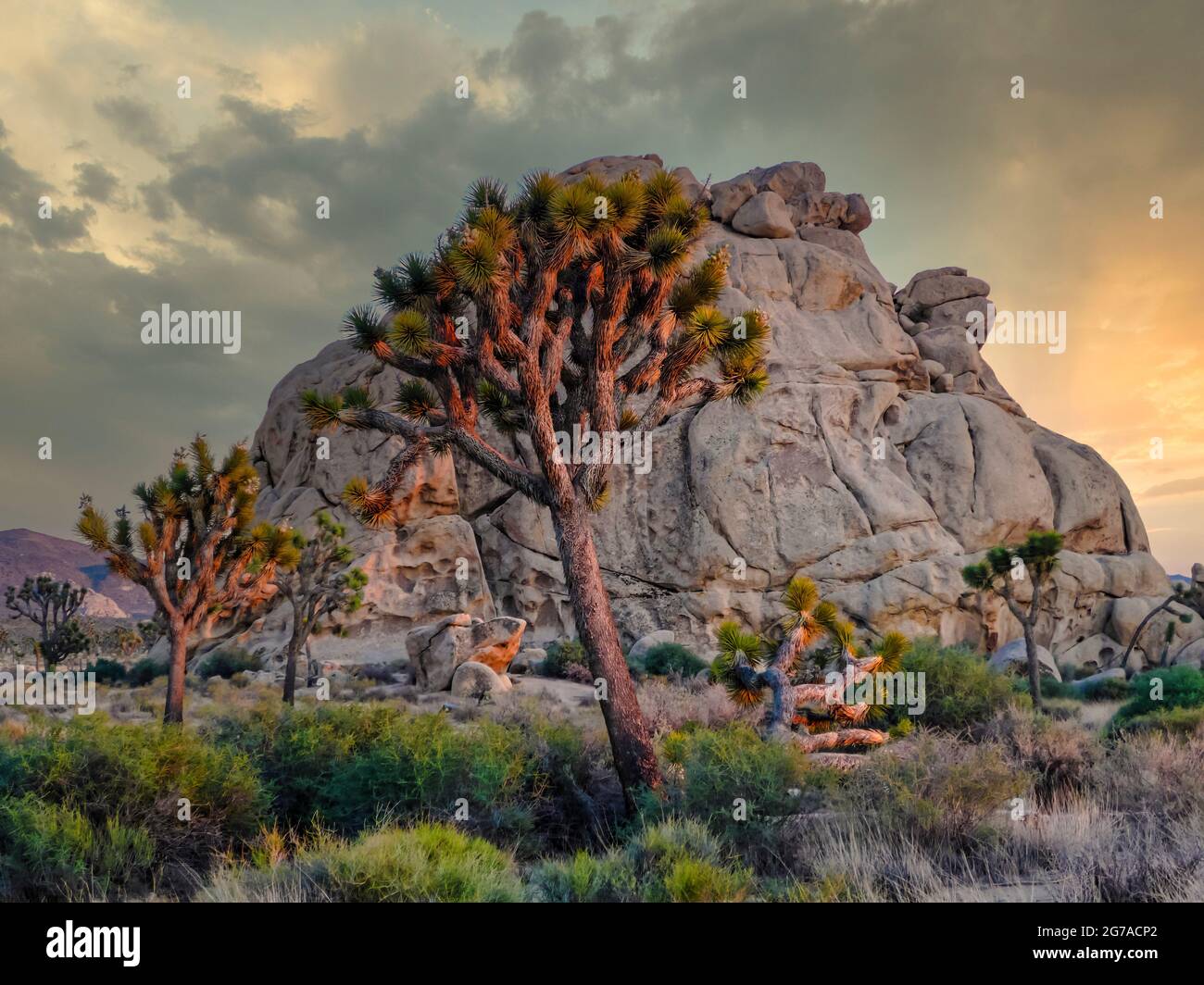 Joshua Tree National Park, Californie, États-Unis, Banque D'Images