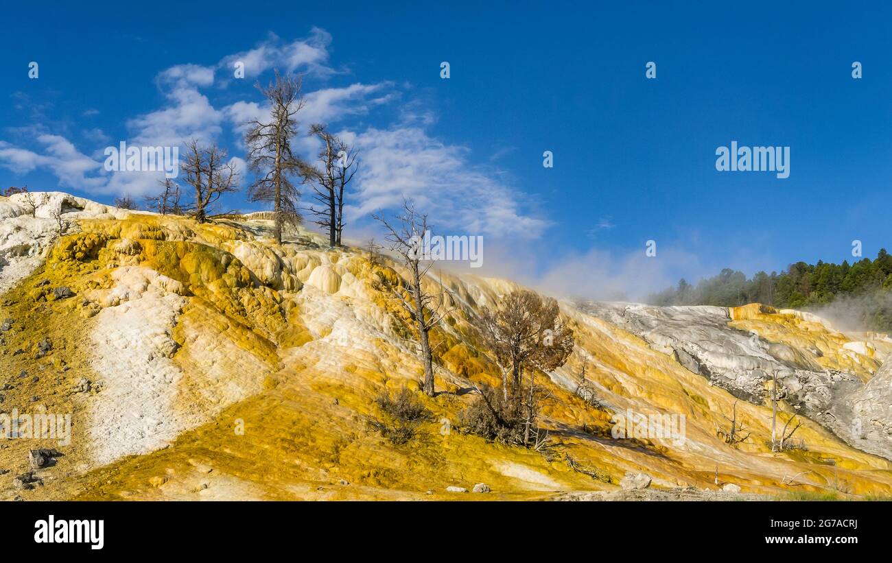 The Fossil Forest, parc national de Yellowstone, Wyoming, États-Unis Banque D'Images