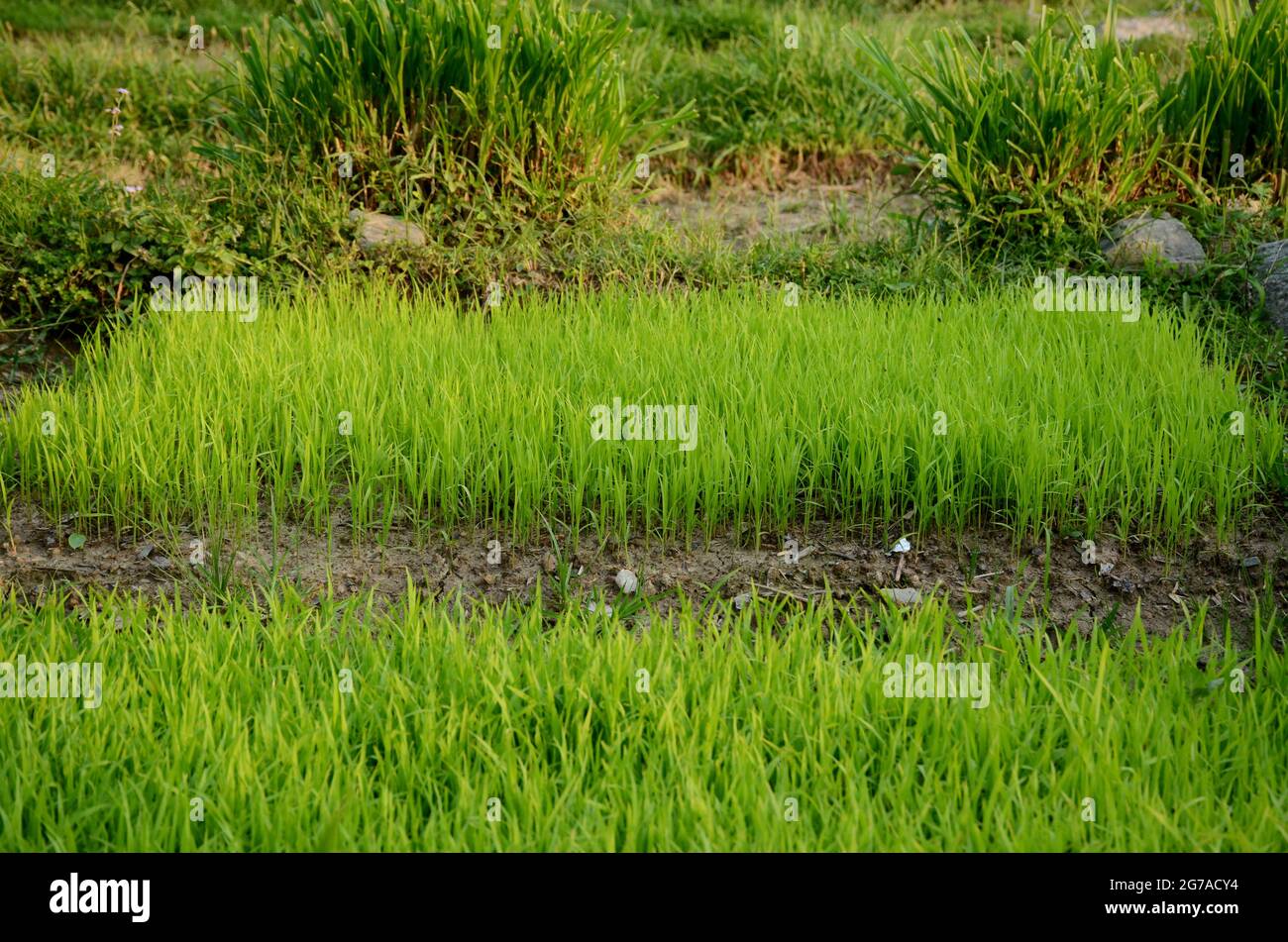 fermer le tas de terre de la plante de paddy mûre verte dans la ferme sur un fond vert brun hors foyer. Banque D'Images