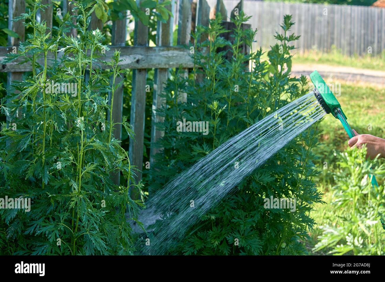 arrosage des plantes à la chaleur à l'aide d'un tuyau Banque D'Images