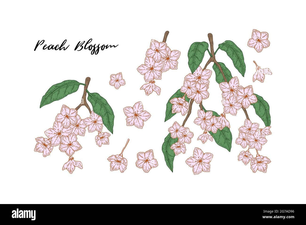 Ensemble de branches de pêche colorées dessinées à la main avec fleurs isolées sur fond blanc. Illustration vectorielle dans le style d'esquisse Illustration de Vecteur Ensemble de branches de pêche colorées dessinées à la main avec fleurs isolées sur fond blanc. Illustration vectorielle dans le style d'esquisse Illustration de Vecteur