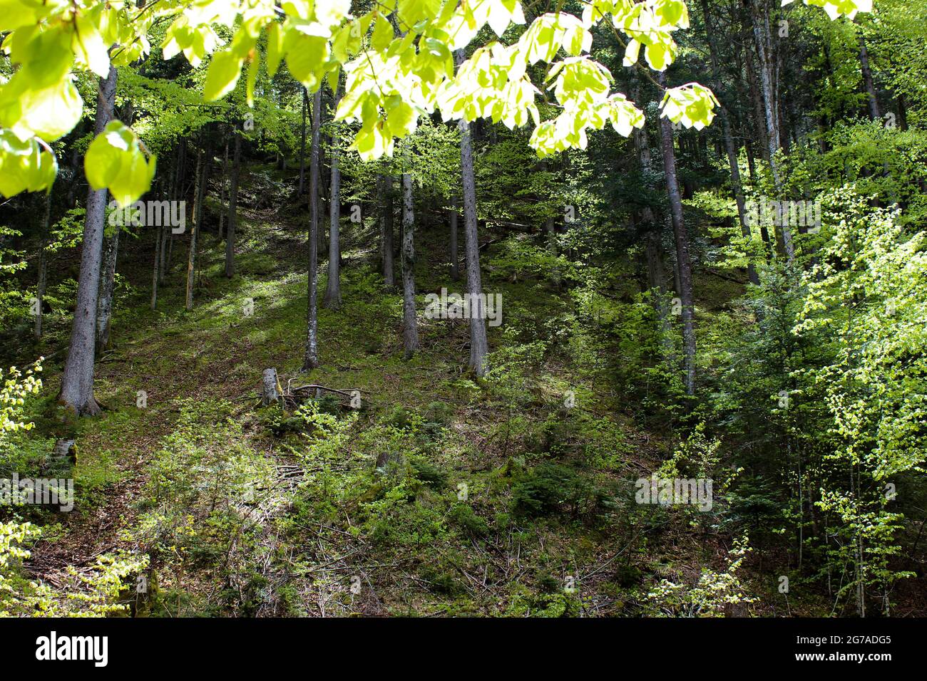 Randonnée de la forêt Banque D'Images