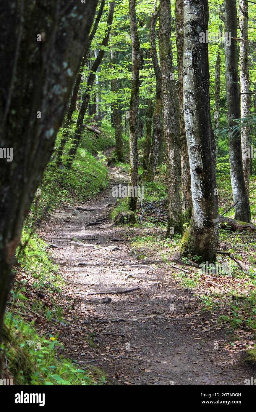 Randonnée de la forêt Banque D'Images