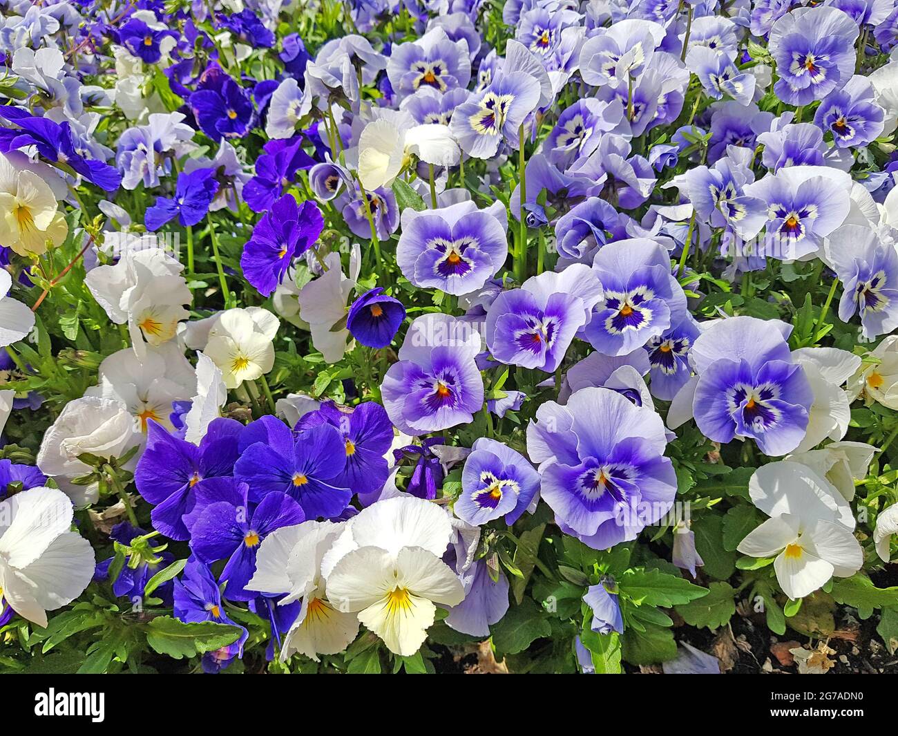 Pansies dans le lit à fleurs Banque D'Images