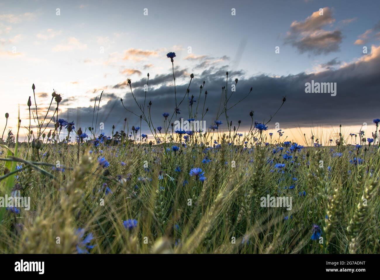 Fleurs de maïs au coucher du soleil entre un champ de céréales à Felde, en Allemagne Banque D'Images