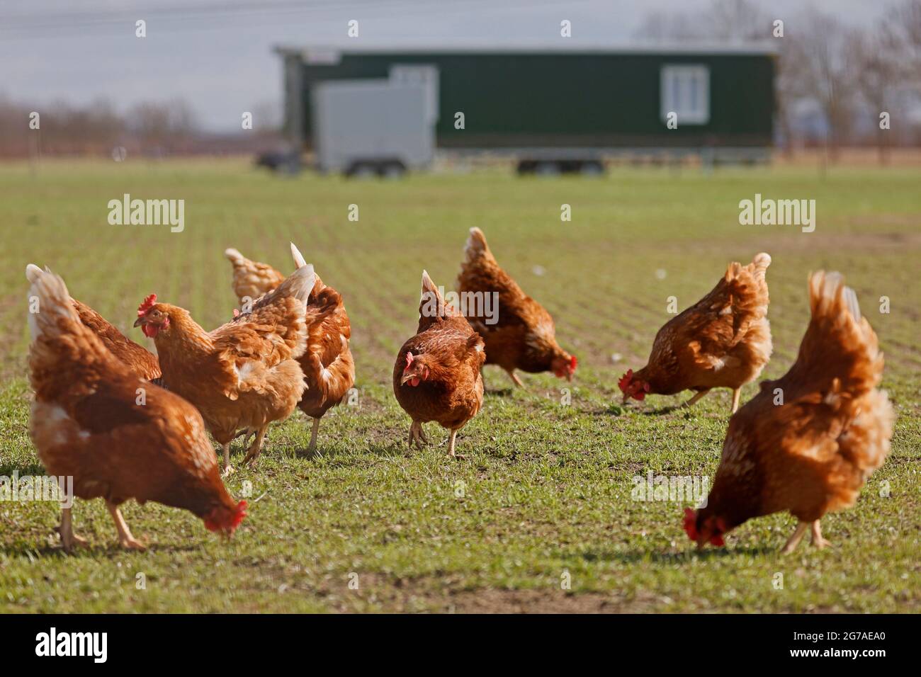 Poulet domestique, poulets de gamme libre dans un pré, Allemagne. Banque D'Images