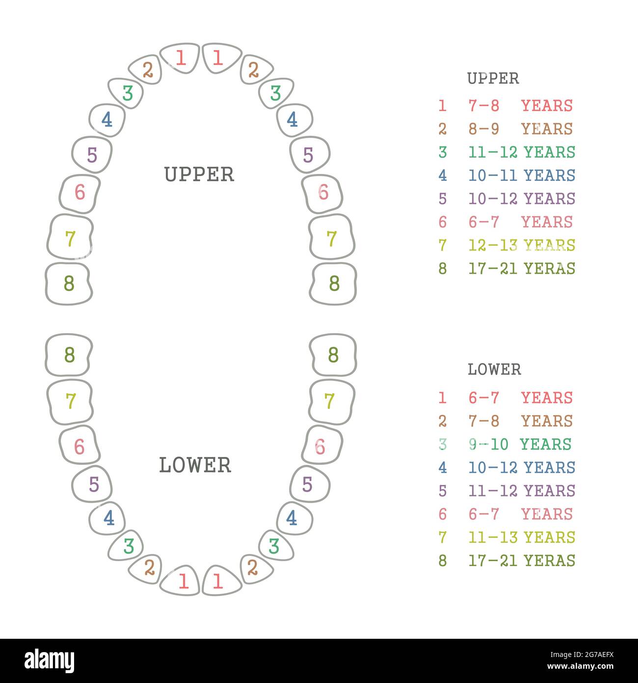 illustration dentaire vectorielle, tableau des dents, dents humaines Illustration de Vecteur