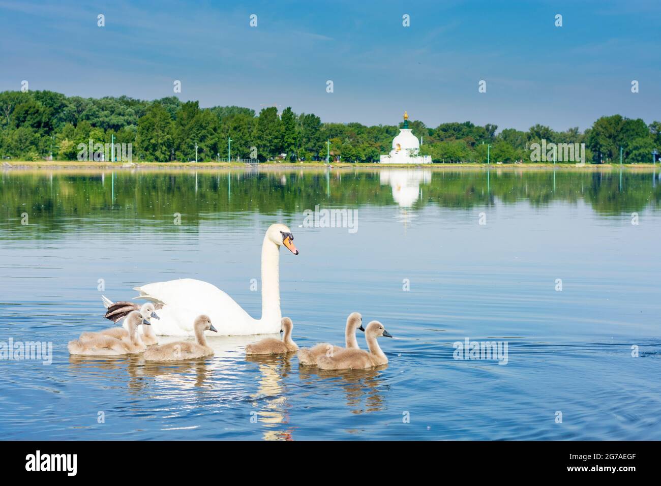 Vienne, famille de cygne muet (Cygnus olor) avec poussins, rivière Donau (Danube), pagode Friedenspagode en 22. Donaustadt, Vienne, Autriche Banque D'Images