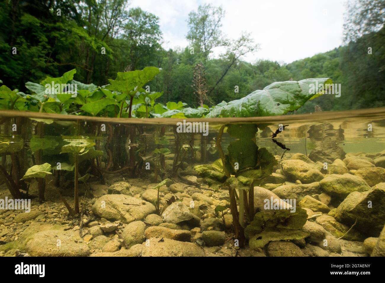 Cours d'eau d'Orbe dans le Jura vaudois Banque D'Images