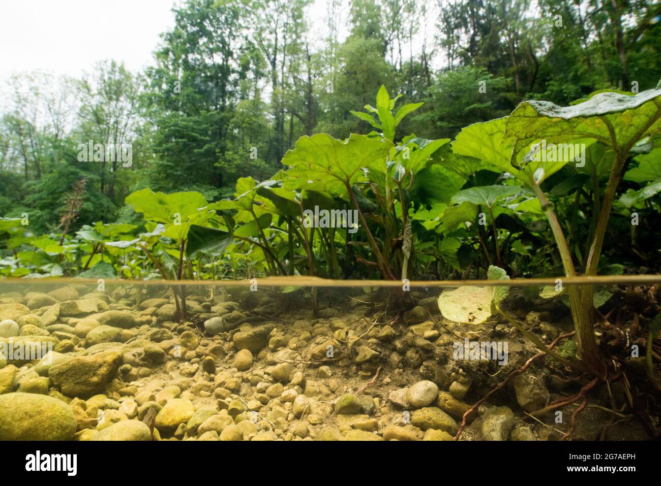 Cours d'eau d'Orbe dans le Jura vaudois Banque D'Images