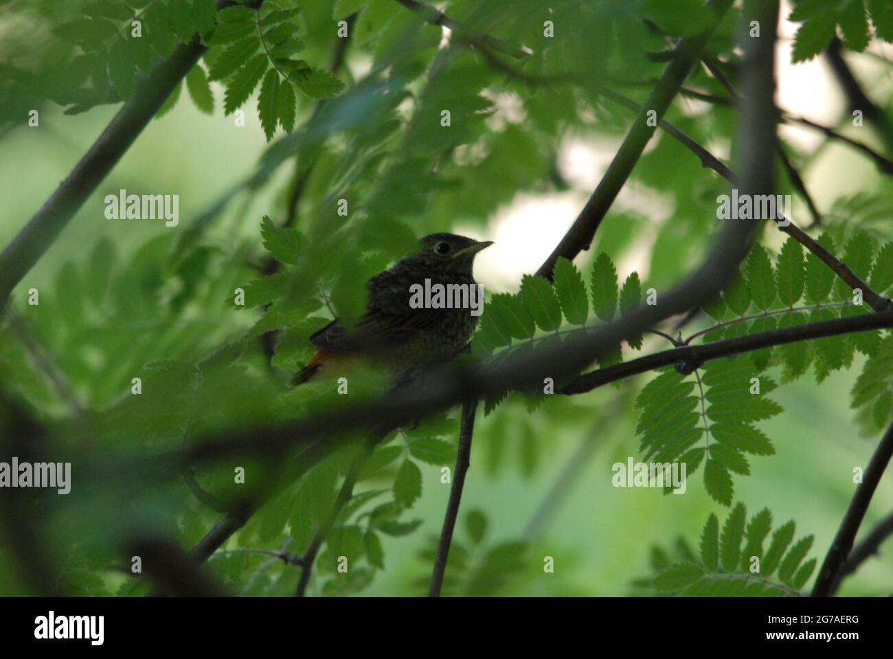 Le robin de chick, le robin d'europe, l'erithacus rubecula, le robin dans la boîte de nid, Banque D'Images