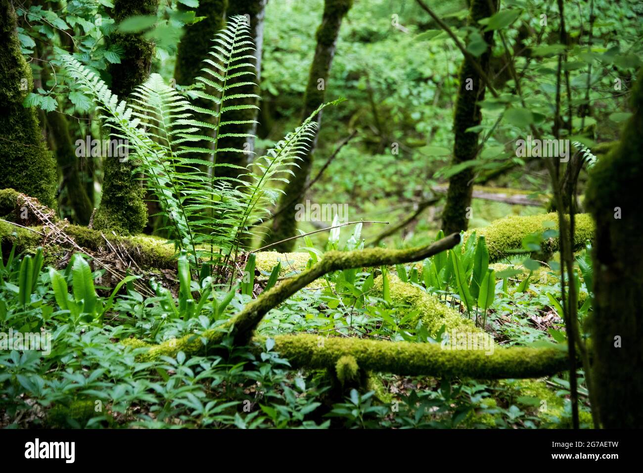 Cours d'eau d'Orbe dans le Jura vaudois Banque D'Images