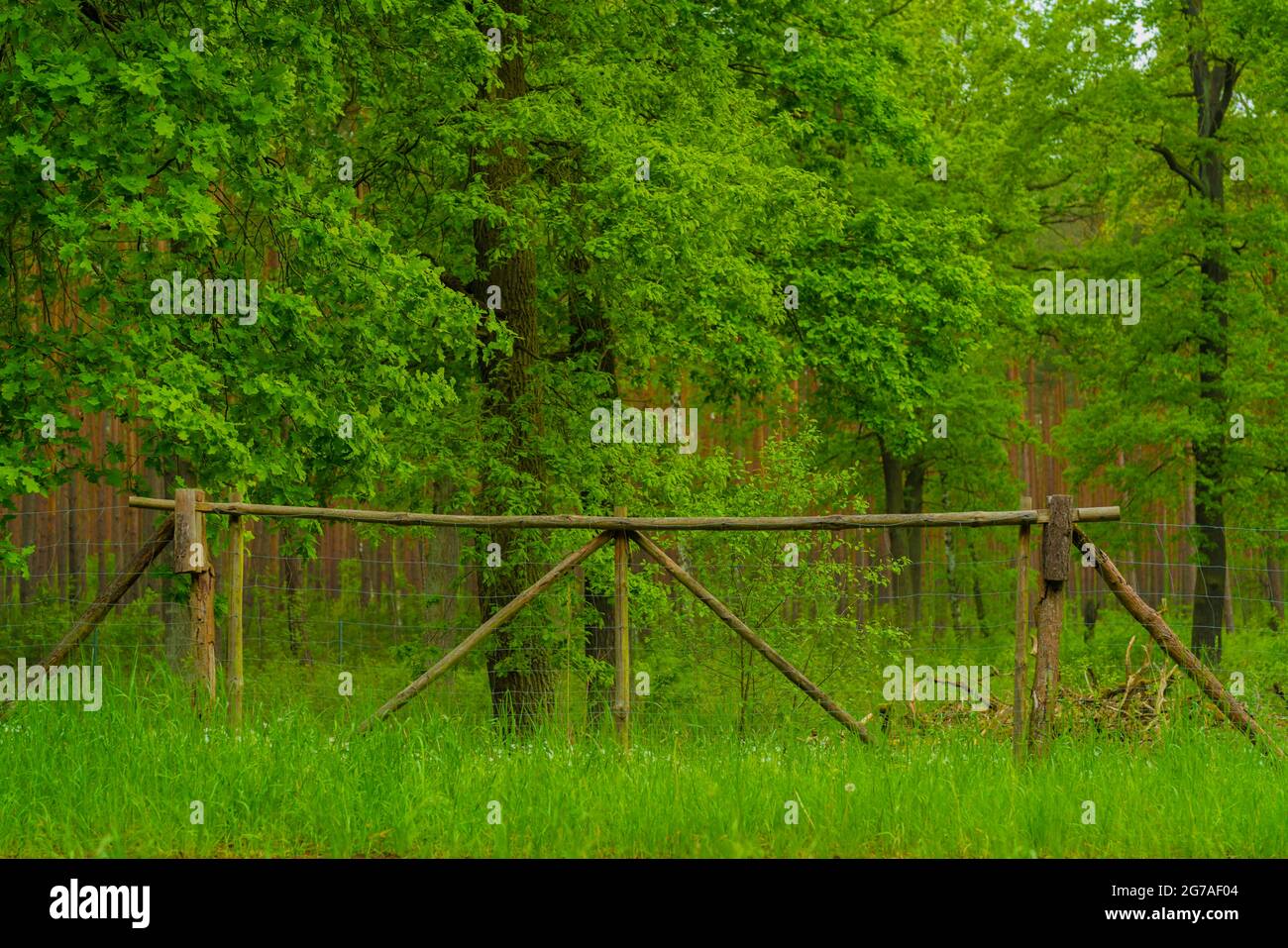 Clôturé grands chênes dans une belle forêt verte, clôture sauvage en fil de fer avec une porte Banque D'Images