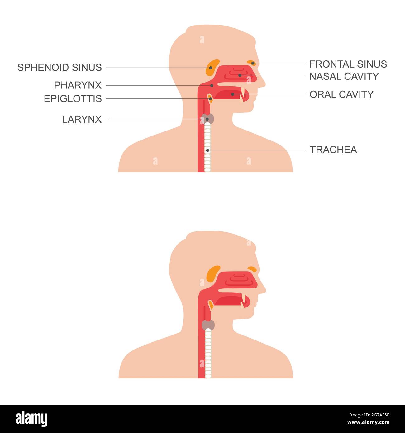 Coupe transversale de l'anatomie de la gorge du nez, illustration médicale Illustration de Vecteur