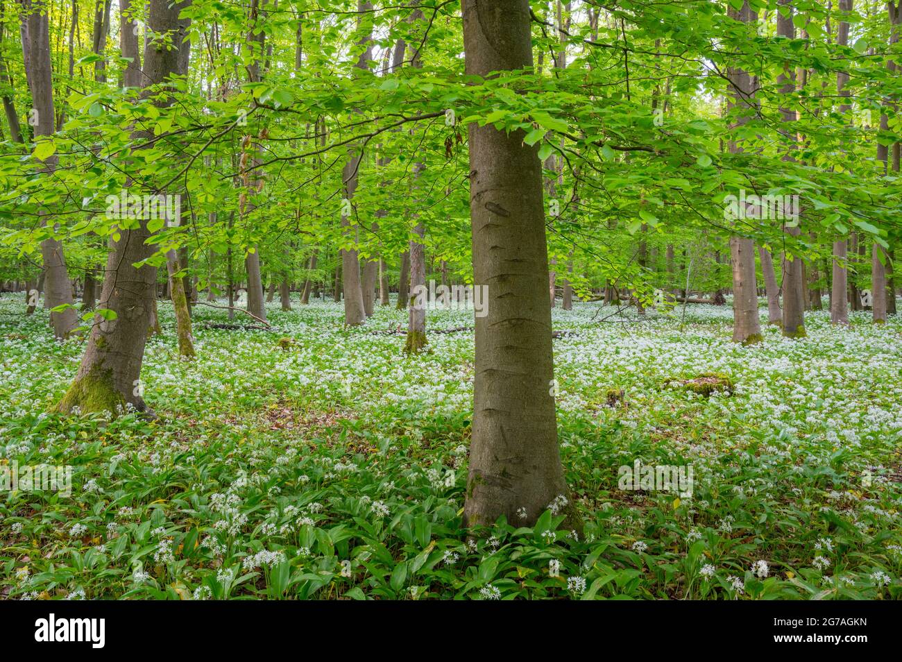 Ail sauvage dans la forêt de hêtres, printemps, mai, Hesse, Allemagne Banque D'Images