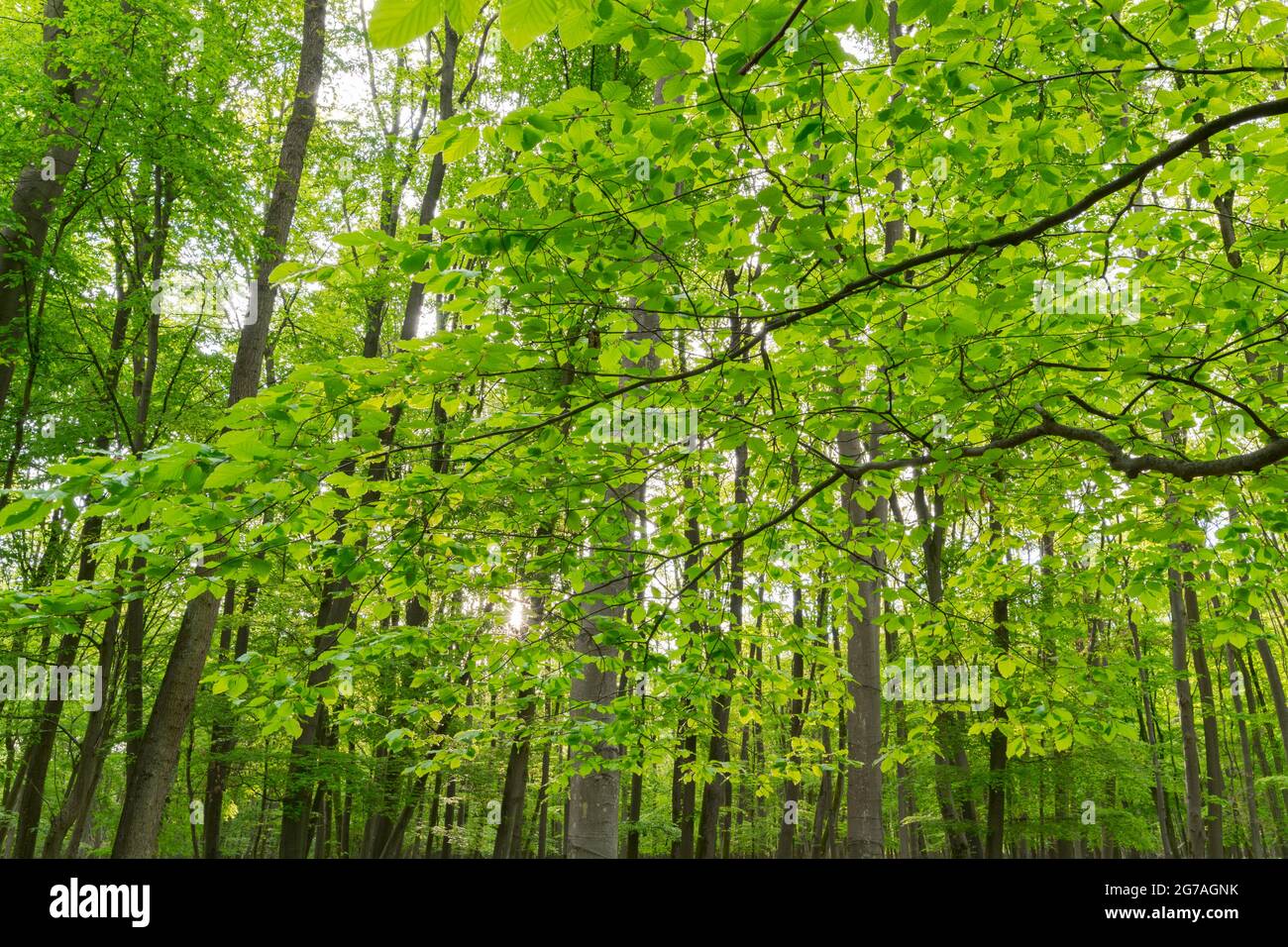 Forêt de hêtre au printemps, mai, Hesse, Allemagne Banque D'Images