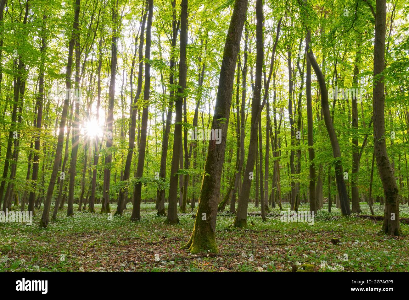 Ail sauvage dans la forêt de hêtres, printemps, mai, Hesse, Allemagne Banque D'Images