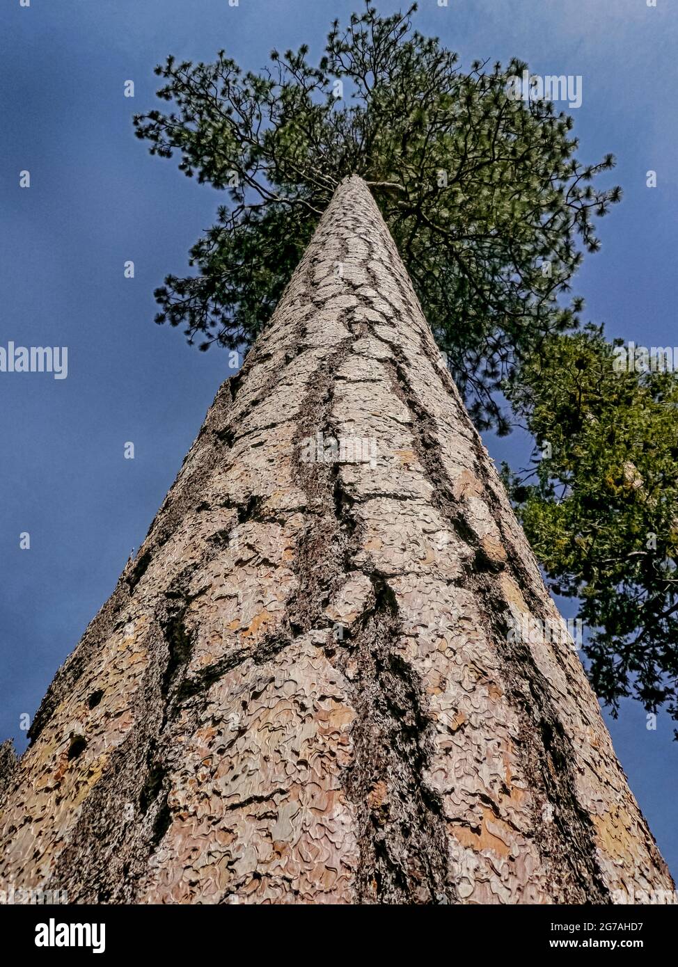 Sequoia Tree, Sequoia National Forest, Californie, États-Unis Banque D'Images