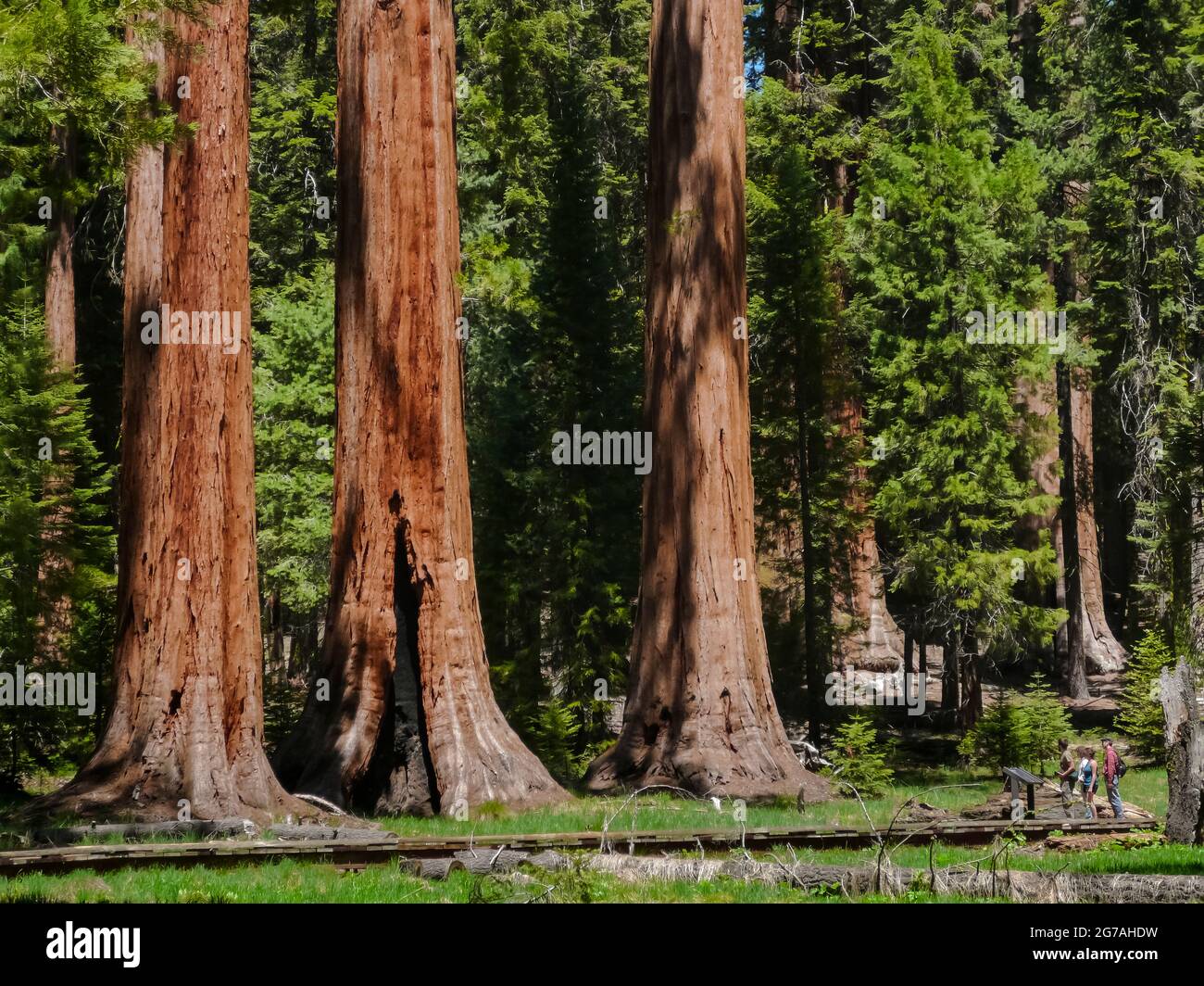 Sequoia National Park, Californie, USA Banque D'Images