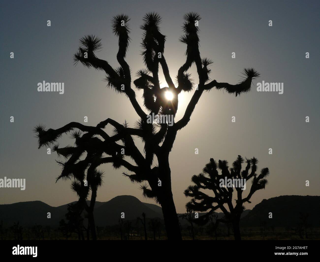 Le parc national Joshua Tree, California, USA Banque D'Images