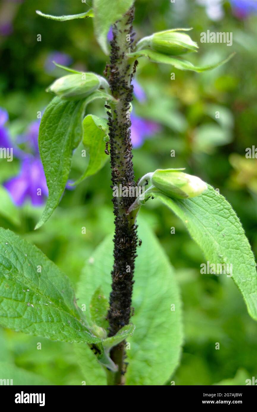 Pucerons (Aphidoidea) sur des foxgants (Digitalis purpurea) Banque D'Images