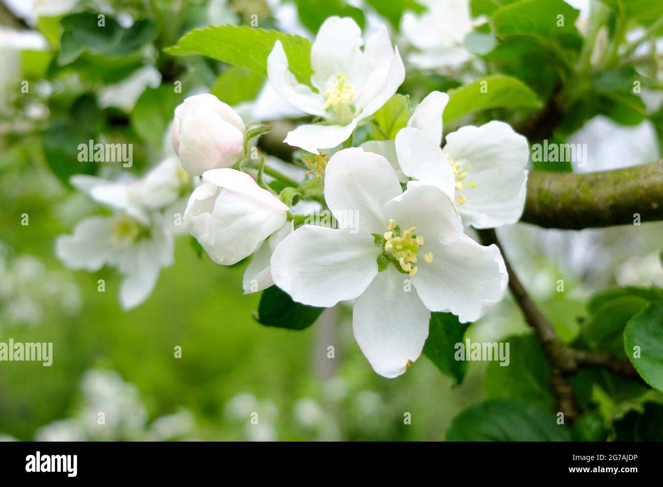 Fleur de pomme blanche (variété de pomme 'Goldparmäne') Banque D'Images