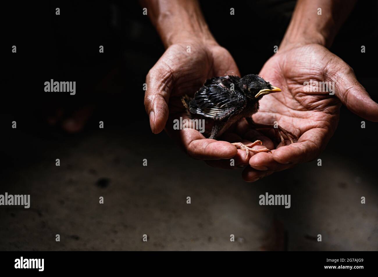 Un poussin de myna de la jungle (Acridotheres fuscus) est tombé au sol du nid. Ce membre de l'oiseau de famille étoilé se trouve principalement dans le continent du sous-continent indien. Un restaurationniste sauve le bébé oiseau à Tehatta, Bengale-Occidental; Inde. Banque D'Images