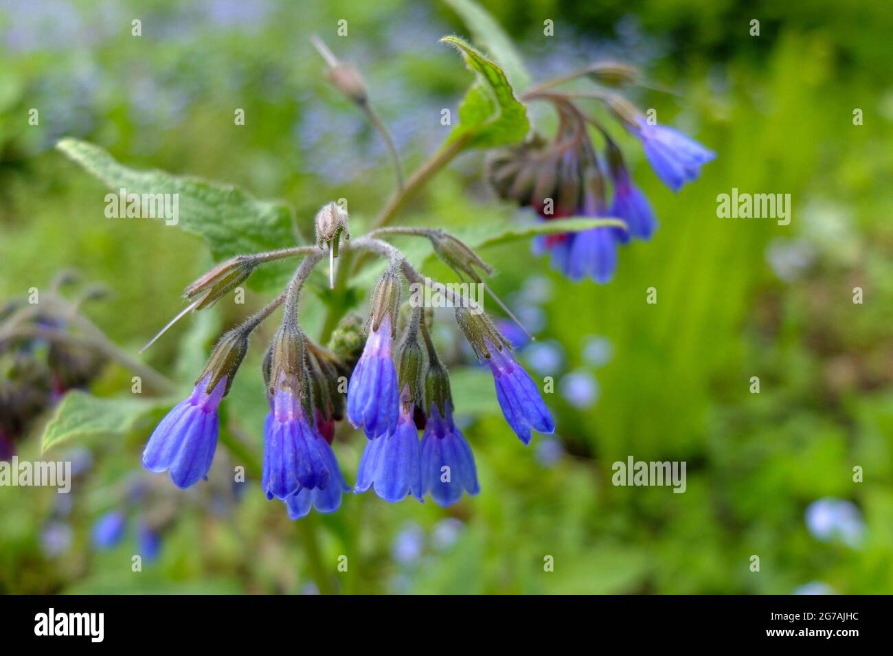 Comfrey commun, Comfrey sauvage (Symphytum officinale) Banque D'Images