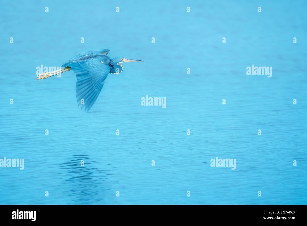 Hérons tricolores (Egretta tricolor) en vol, île de Sanibel, J.N. Ding Darling National Wildlife refuge Florida, États-Unis Banque D'Images