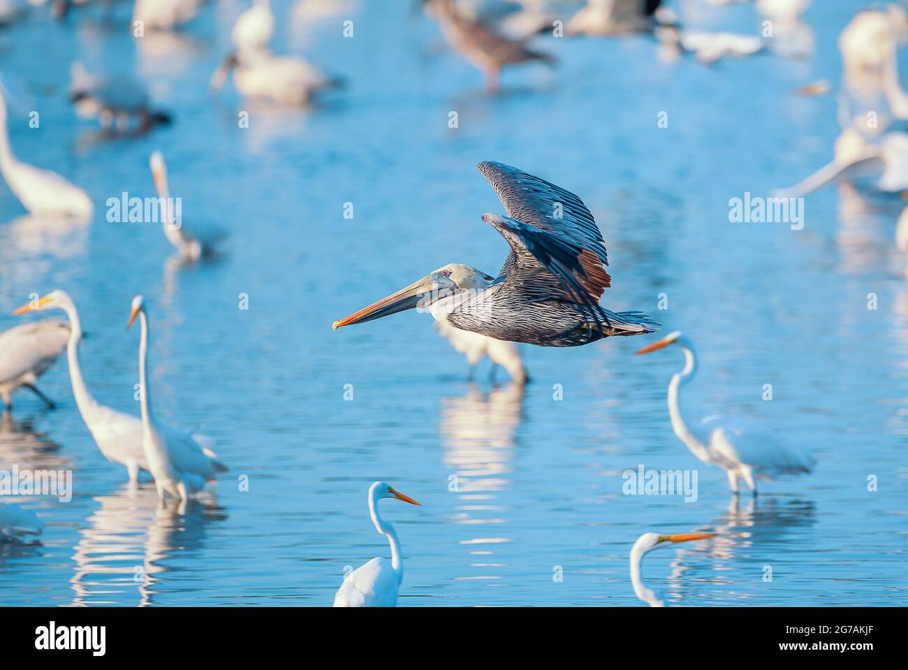 Pélican brun (Pelecanus occidentalis) en vol, île de Sanibel, J.N. Ding Darling National Wildlife refuge Florida, États-Unis Banque D'Images
