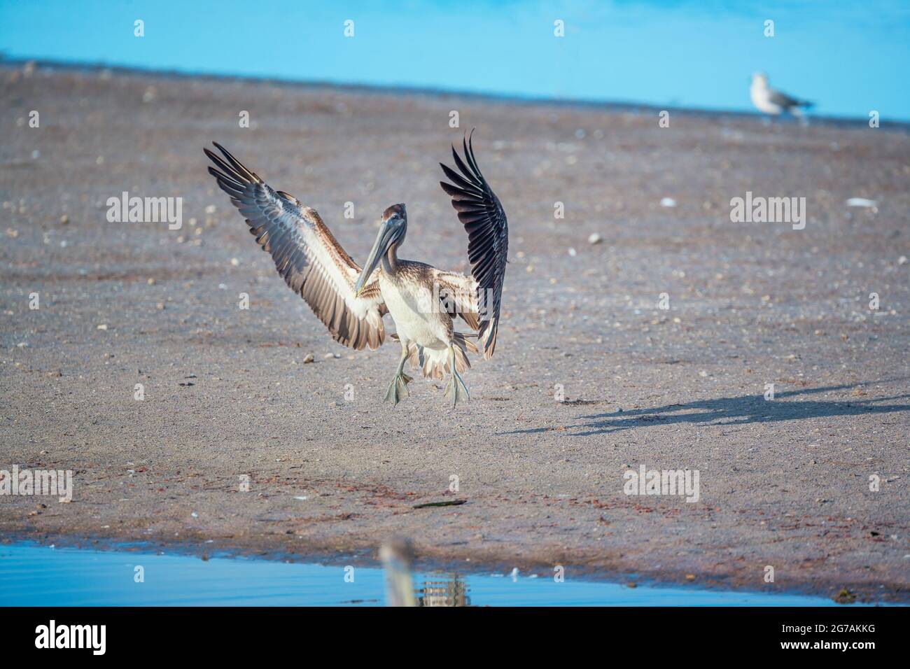 Pélican brun (Pelecanus occidentalis), départ du vol, île de Sanibel, J.N. Ding Darling National Wildlife refuge Florida, États-Unis Banque D'Images