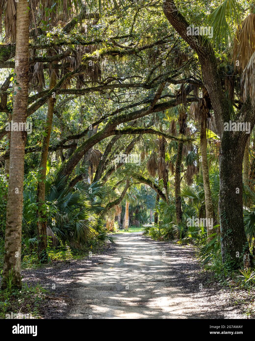Route bordée d'arbres sur le terrain de Koreshan Historic Settlement - une commune utopique du XIXe siècle, Estero, Floride, États-Unis Banque D'Images