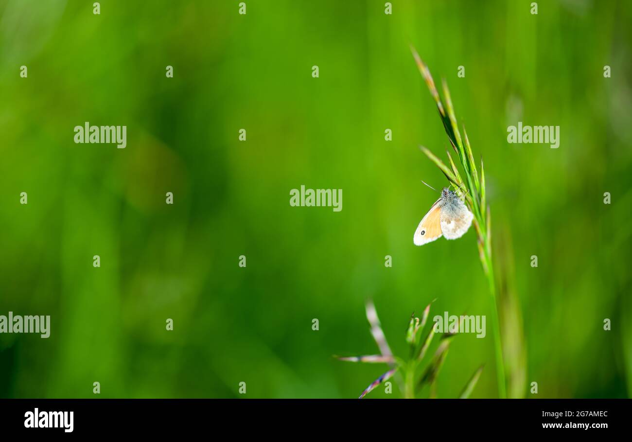 Papillon brun de prairie (Maniola jurtina) sur la lame d'herbe Banque D'Images