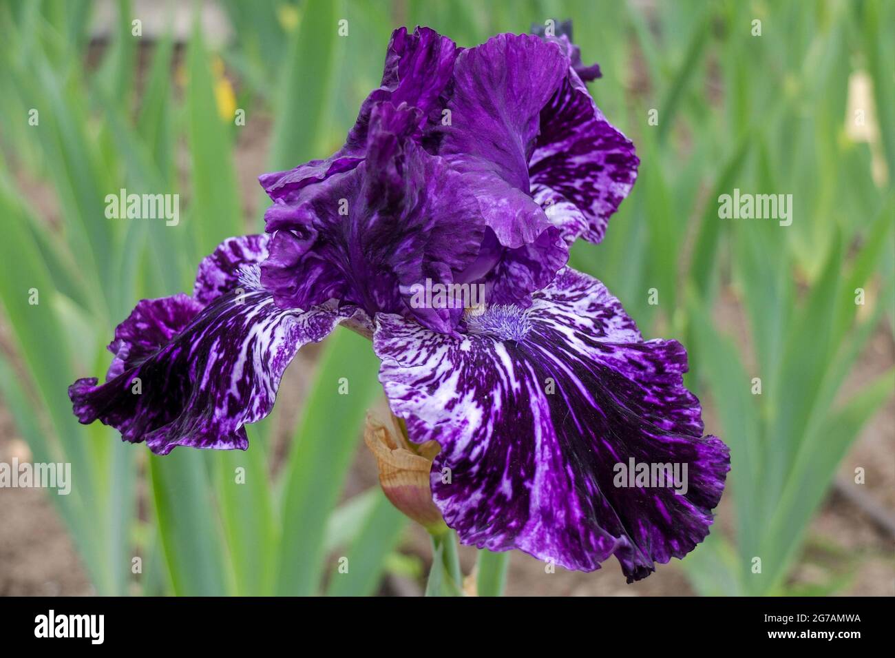 Grand iris barbu (Iris barbata-elatior), cultivar 'Splatter Matters' Banque D'Images