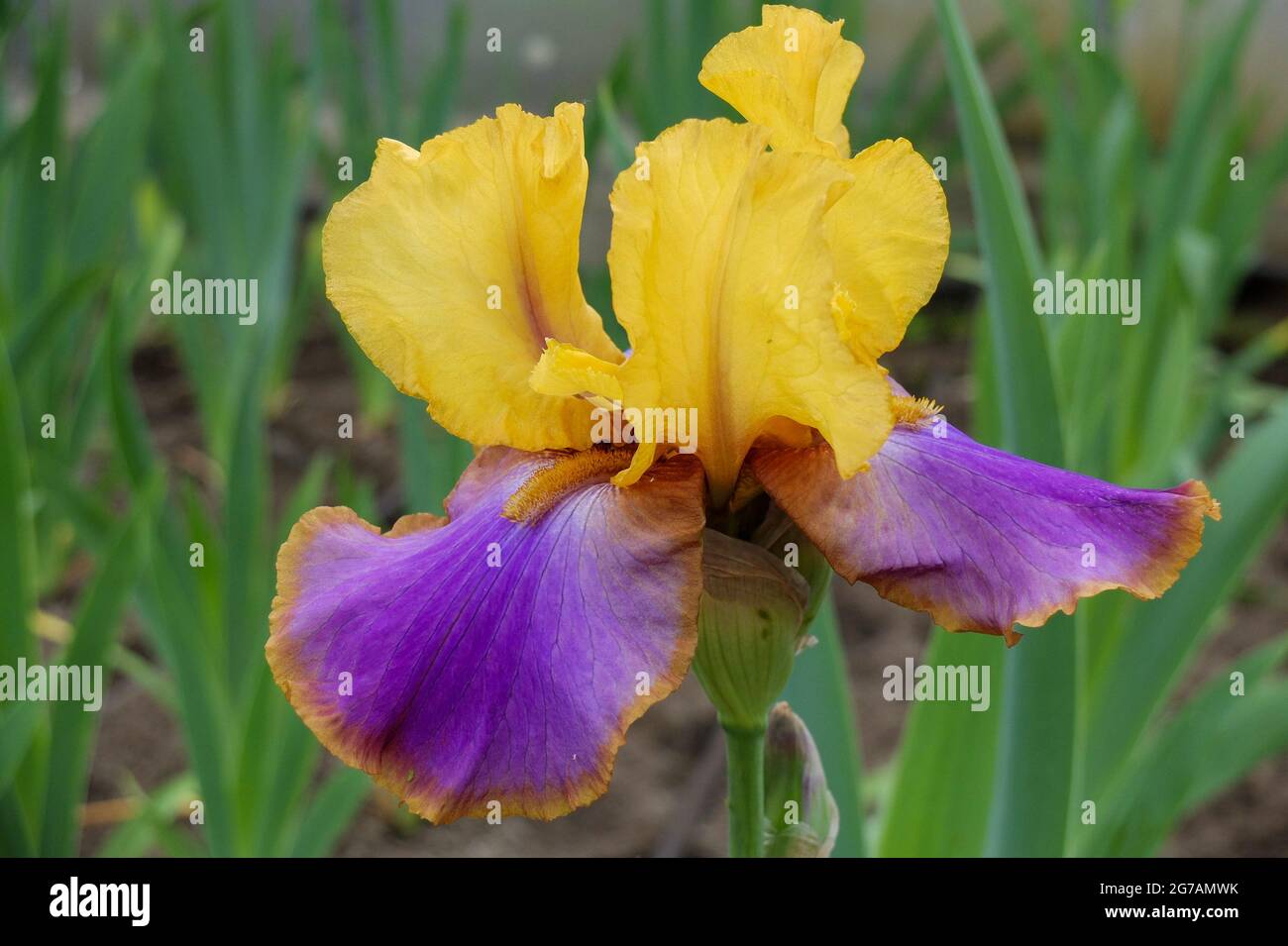 Iris barbu (Iris barbata-elatior), cultivar 'Crooked Little Smile' Banque D'Images