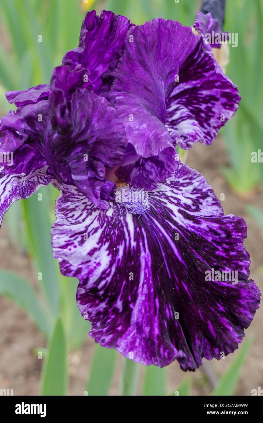 Grand iris barbu (Iris barbata-elatior), cultivar 'Splatter Matters' Banque D'Images
