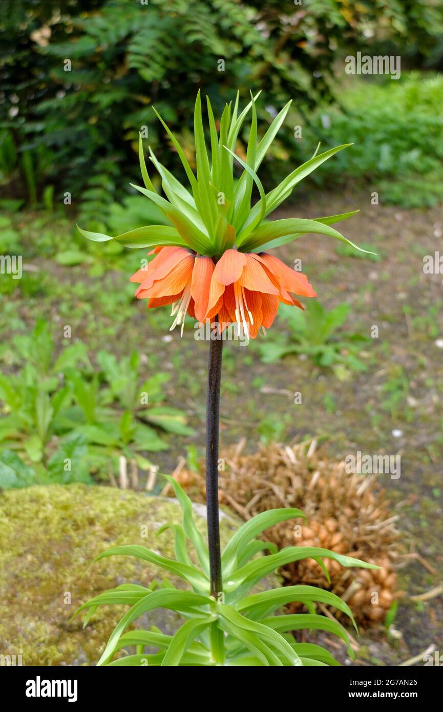 Couronne impériale (Fritilaria impérialis) 'Rubra' Banque D'Images