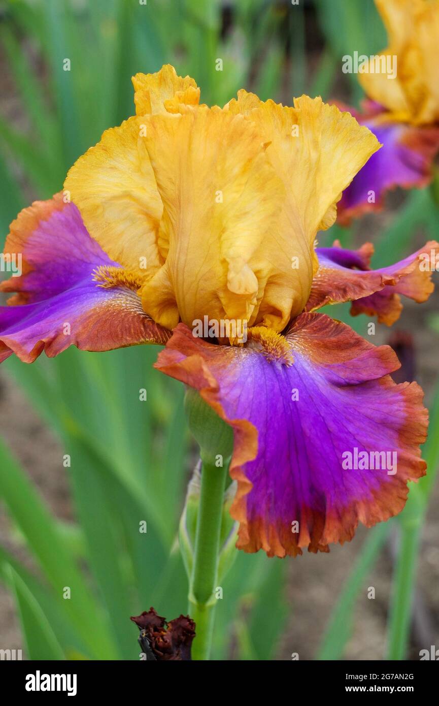 Grand iris à barbe (Iris barbata-elatior), cultivar 'Native American' Banque D'Images