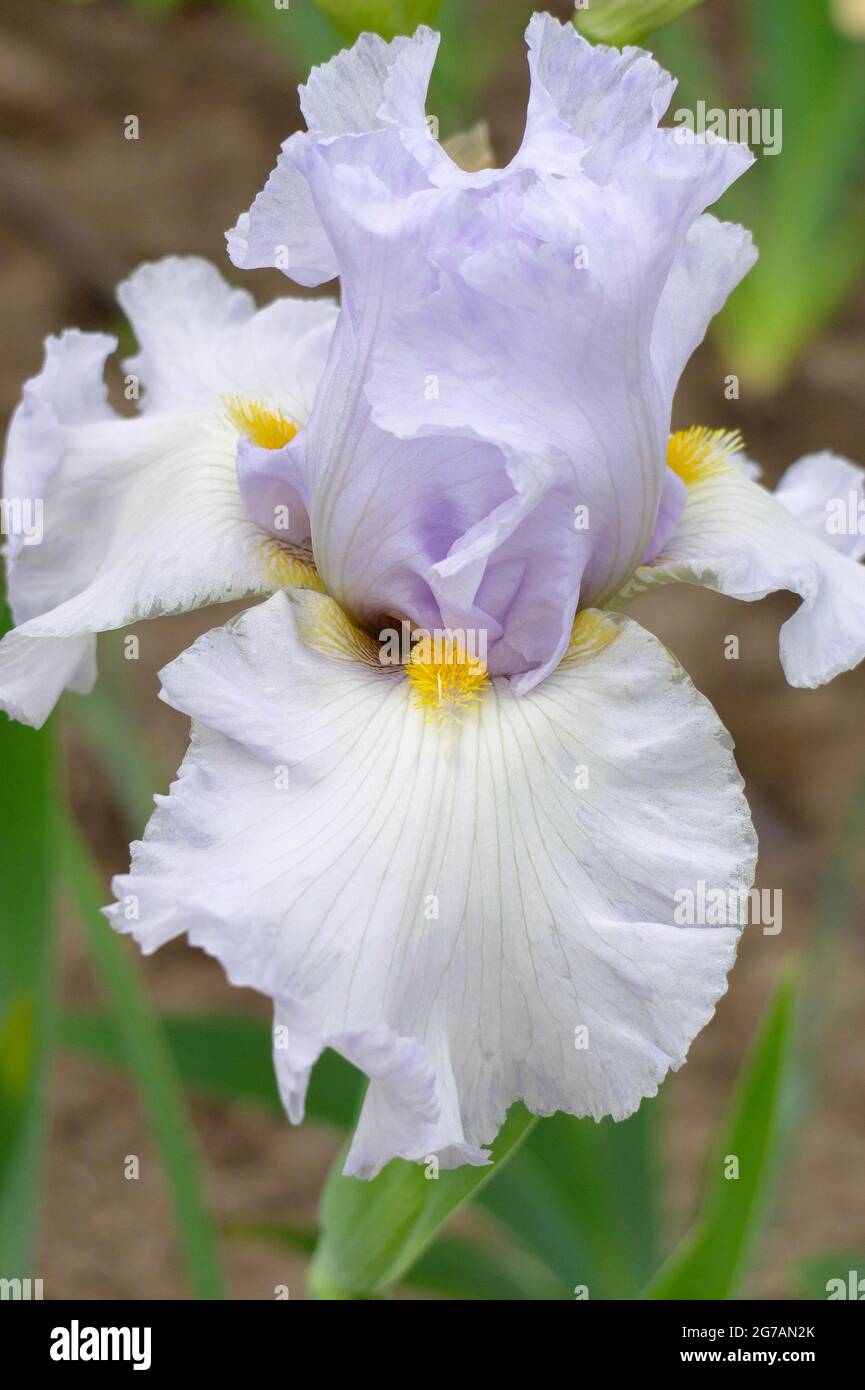 Grand iris barbu (Iris barbata-elatior), cultivar 'Misty Morning Melody' Banque D'Images