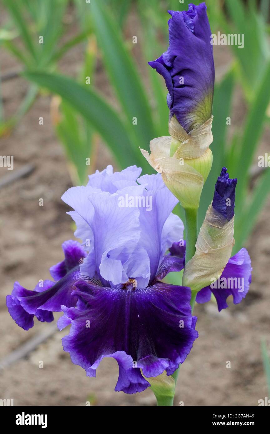 Grand iris barbu (Iris barbata-elatior), cultivar 'Global Crossing' Banque D'Images