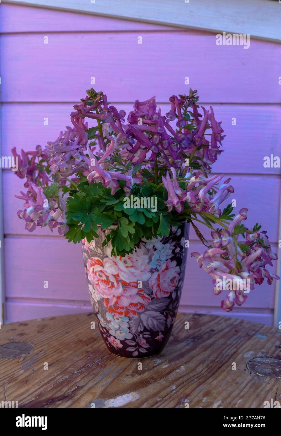Le larkspur (Corydalis solida) dans le vase à fleurs Banque D'Images