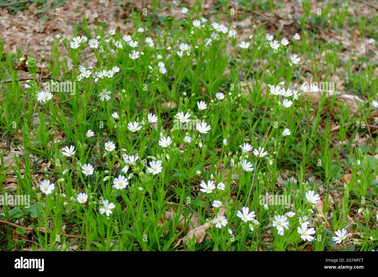 La grande mauvaise herbe (Stellaria holostea) Banque D'Images