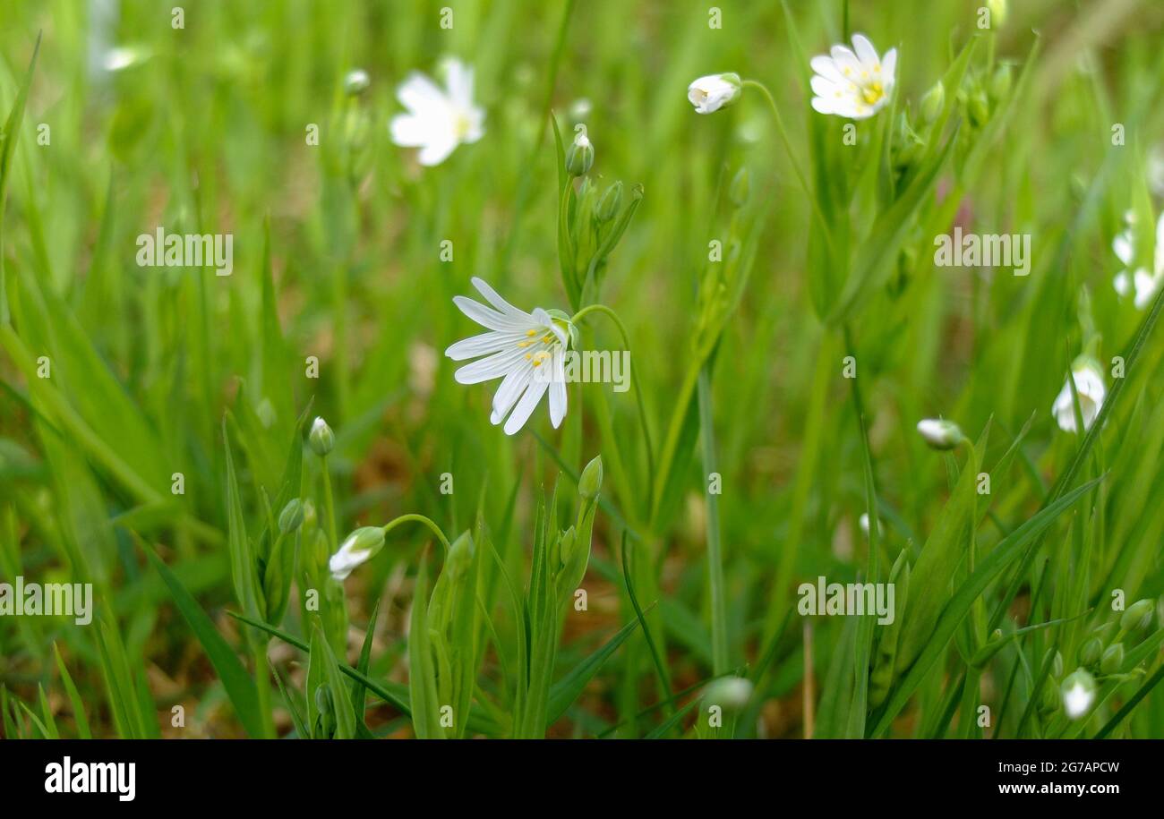 La grande mauvaise herbe (Stellaria holostea) Banque D'Images