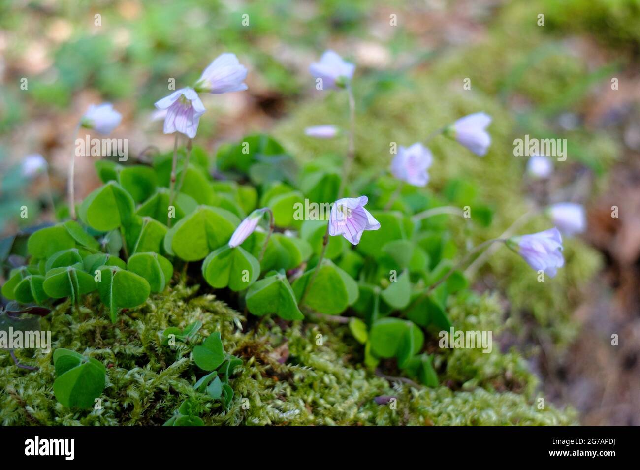 L'oxalide (Oxalis acetosella) Banque D'Images