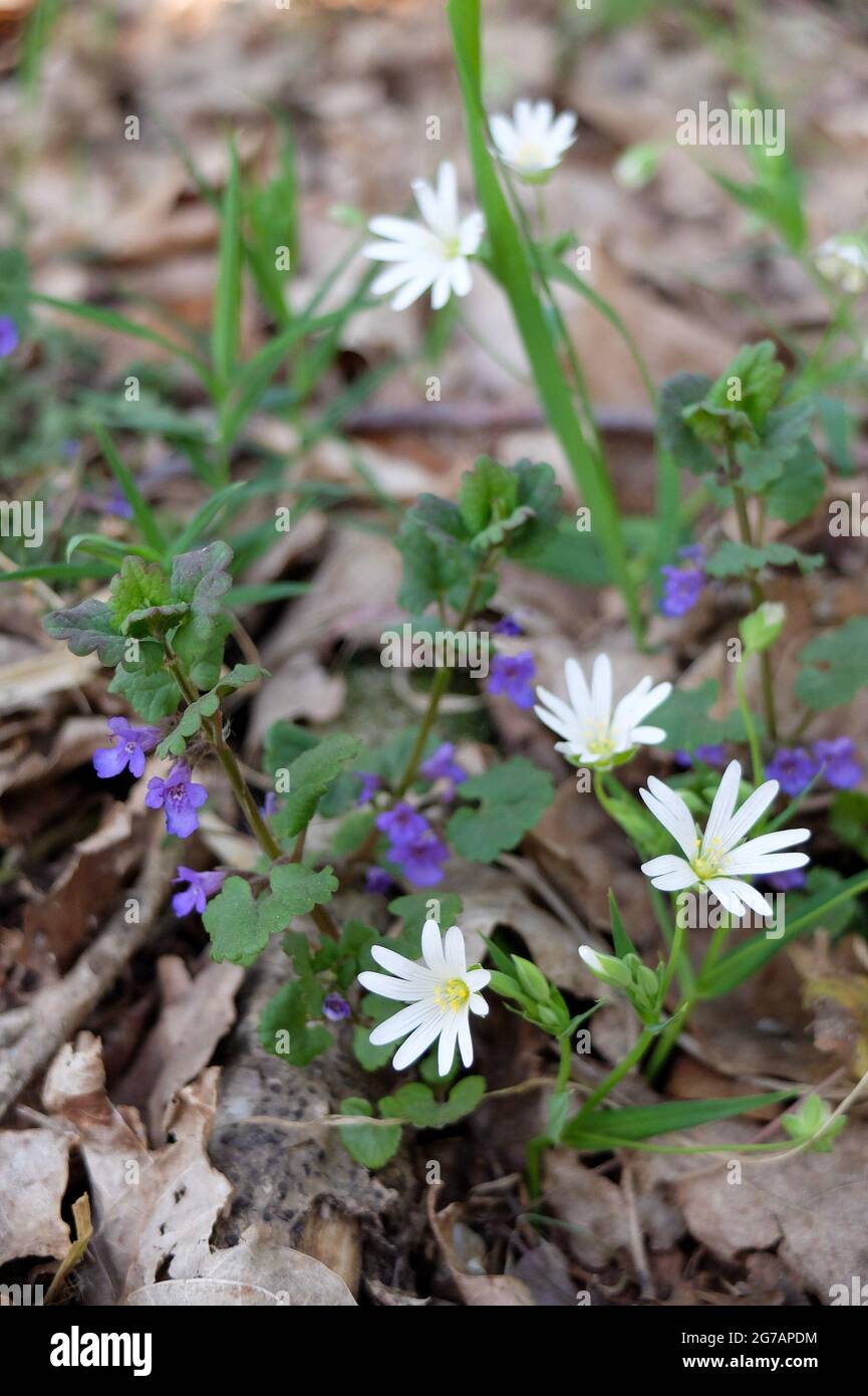 La grande mauvaise herbe (Stellaria holostea) Banque D'Images