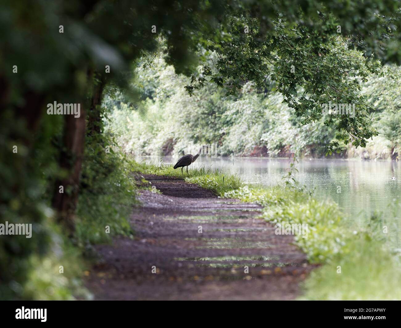 Un héron gris (Ardea cinerea) marchant le long du chemin de halage du canal Calder et Hebble navigation. La litière et les bouteilles peuvent être vues flottant dans la wate Banque D'Images