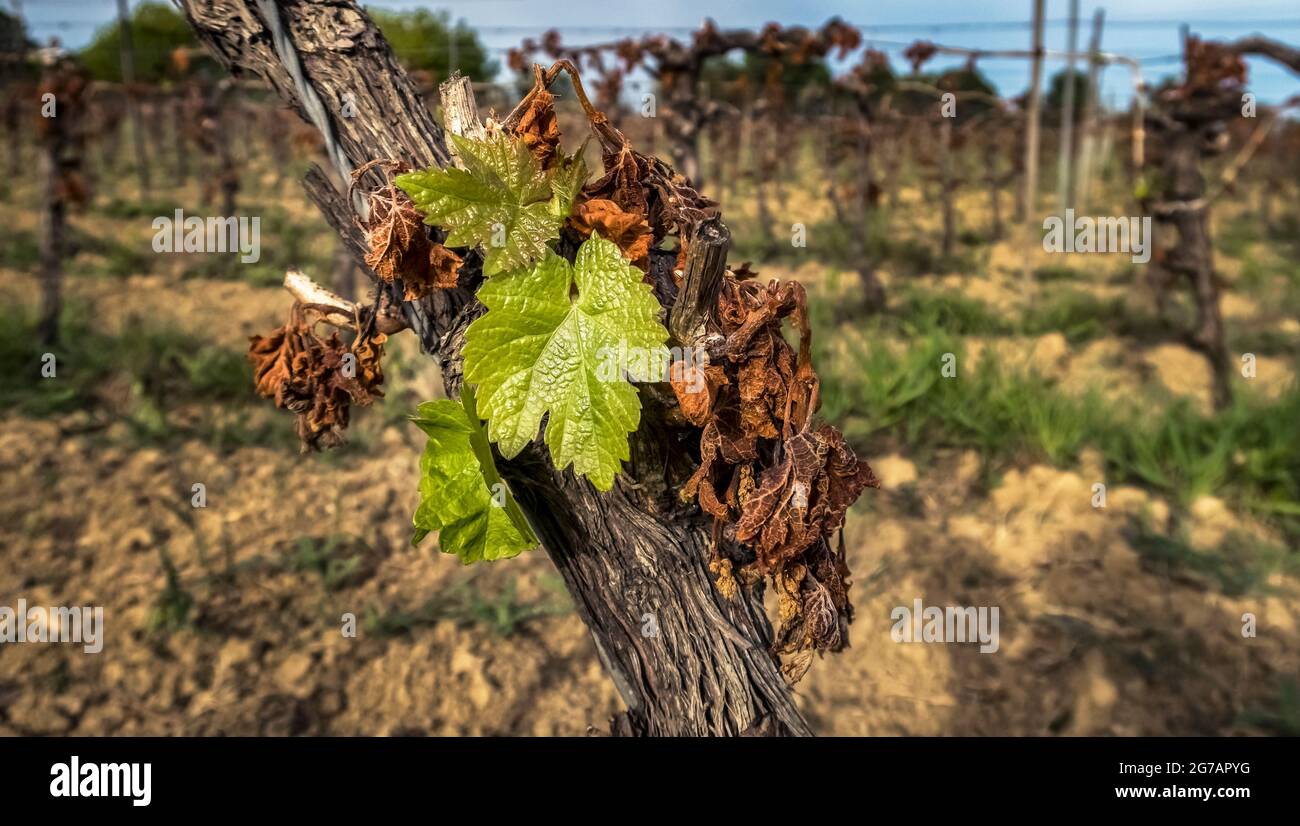 Dommages de gel à une vigne près de Fleury d'Aude au printemps. Banque D'Images