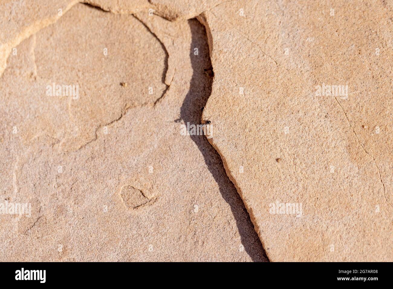 Formica rouge et noir marchant sur un sol en pierre lors d'une journée d'été en Arizona Banque D'Images