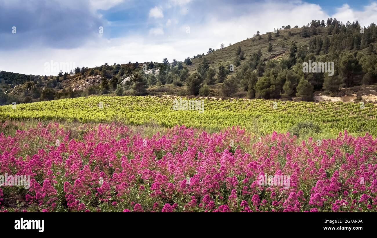 Champ de fleurs de l'éperon rouge près du Peyriac de Mer au printemps. Banque D'Images